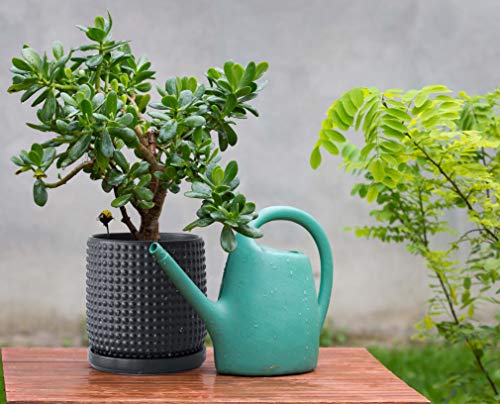 D'vine Dev Beaded Ceramic Pot with Saucer, 6 in, Ebony Matte, 27-C-X-6 - color: Ebony Matte, size: 5.8 Inch