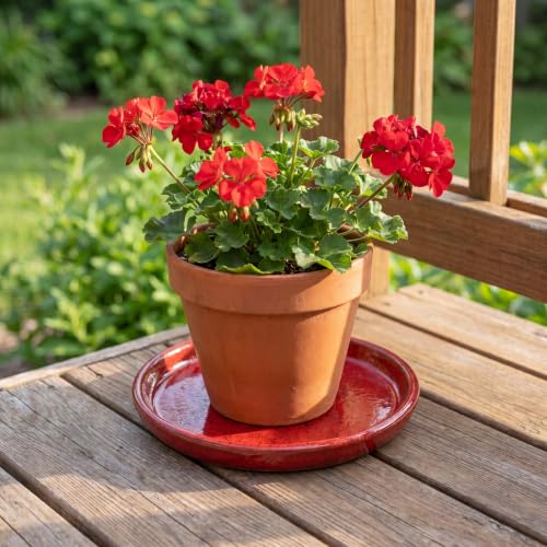 11.4 Inch Ceramic Plant Saucer, Rainforest Red - color: Rainforest Red