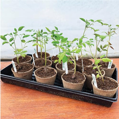 Jiffy Plant Germination Tray - Watertight, Lightweight - 10.75 x 21 in, 2 in Tall - 10-Pack - Plastic - style: 10 Trays