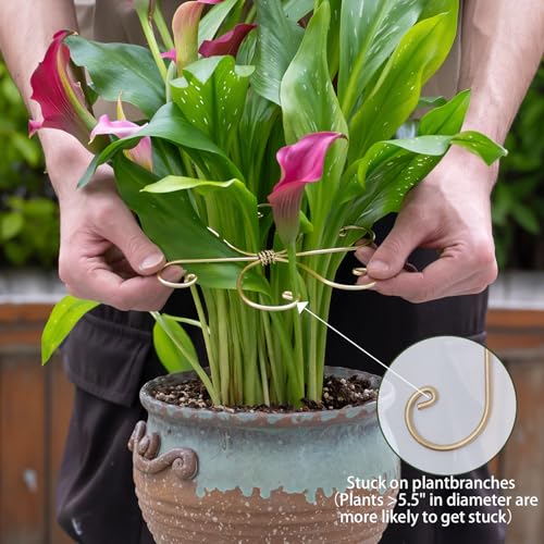 5PCS Monstera Plant Stem Support Stakes - 5.5 in Metal Supports - size: 5.5 x 5.5 inches