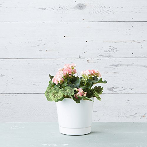 Novelty Majestic Full Depth Round Cylinder Pot, Glossy White, 8-Inch (10082) - color: White, size: 8 Inch