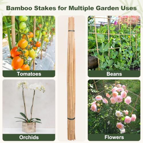 Natural Bamboo Poles, 2 Feet Bamboo Sticks for Plants, Wood Garden Stakes for Tomato, Bean, Flowers, Trees Potted and Climbing Plants, 75 Pack - size: 2FT-75PCS
