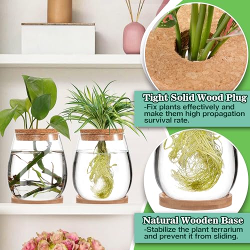 Biggun 2 Pcs Glass Plants Propagation Stations for Home Office Decor