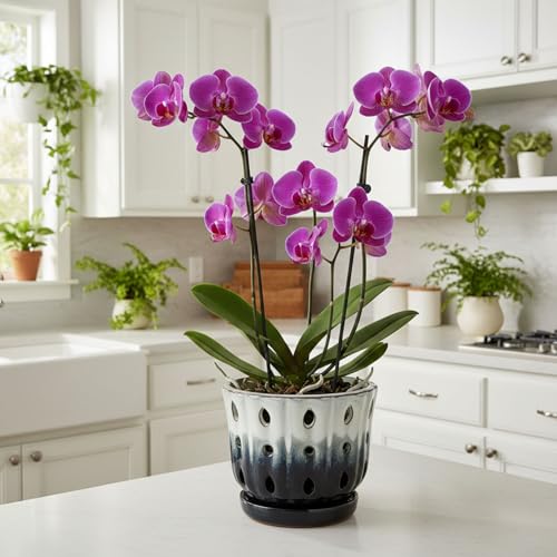 Ceramic Orchid Pot with Hole 6'' Orchid Planter (Cream Over Black) - color: Cream Over Black