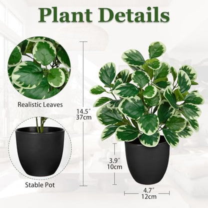 Villa Como 14.5" Artificial Plants Indoor Small Faux Peperomia Plant - color: #Funny White Margin