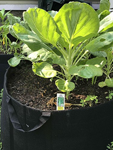Enroot RootEase Garden Planting Fabric Grow Bags, Heavy Duty Durable Fabric Grow Pots, Perfect Harvest Planter, Raised Bed, Best Eco-Friendly Grow Bag - 3 Pack (7 Gallon, Red) - color: Red
