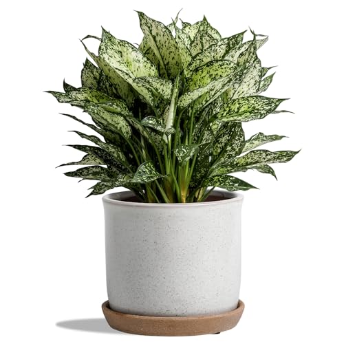 8 Inch Ceramic Planter with Drainage Hole & Bonded Saucer - color: Retro Style, Grey, size: 8 inch