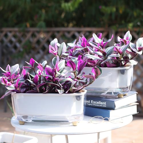 Oliz Self-Watering Planter with Coco Coir, Clear Modern Rectangular Pot