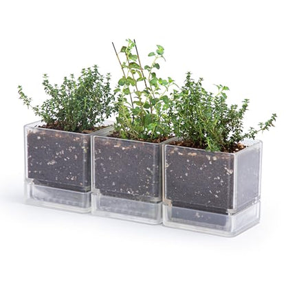 D'vine Dev 3-Pack Acrylic Herb Planter Pots, 4 in, Clear, 76-Y-D-1 - color: Clear, size: 12 Inch x 4.5 Inch