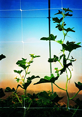 Tenax 2A150029 Hortonova Plant Trellis 48" x 250' White - size: 48" x 250'