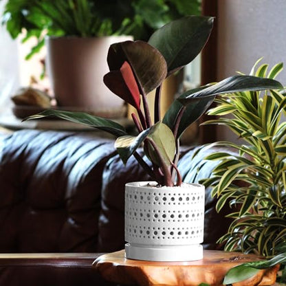 LE Beau Ceramic Moon Gate Orchid Planter with Attached Saucer - Sand (Sand Milky White, 6.0" D x 5.5" H (Case of 6)) - color: Sand Milky White, size: 6.0" D x 5.5" H (Case of 6)