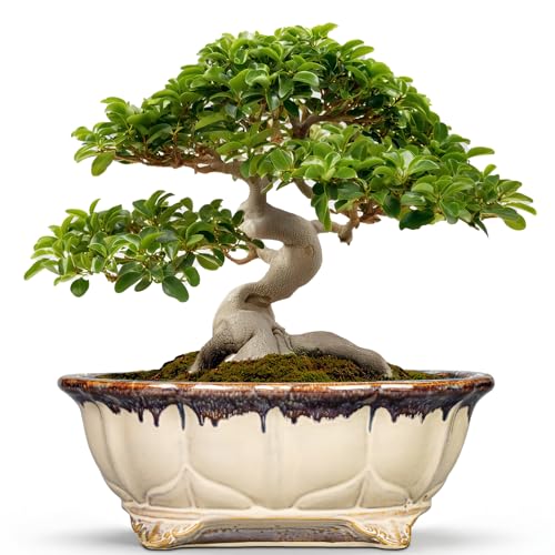 Ceramic Bonsai Pots - 13.2 Inch Succulent Planters for Indoor Plants Outdoor, Bonsai Tree Pots with Drainage Hole, Decorative Shallow Planter, Room Decor, Gifts for Men Women, Oval Beige-Brown - color: Oval Beige-brown, size: 13.5 Inch