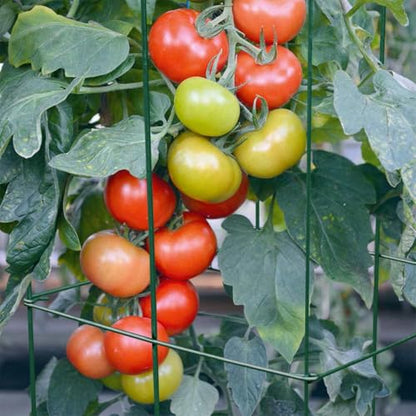 46" Height 12" Width 2PCS Green Square Folding Tomato Cage,Plant Support Stake Tower - size: 12*46inch Sq-Green Coated-2Pack