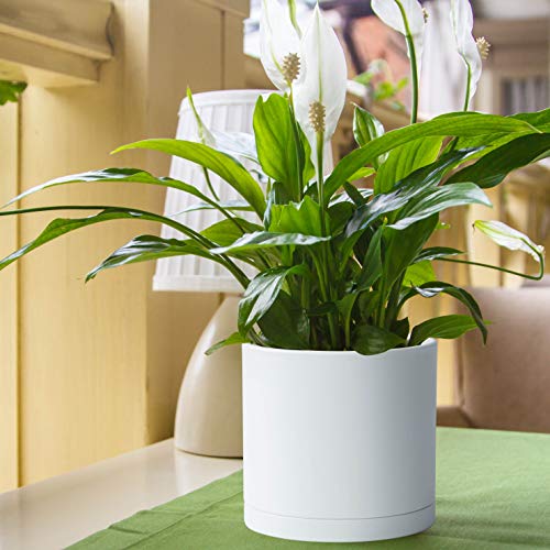 D'vine Dev Plastic Planter Pot with Saucer, 8 in, White, 74-X-A-1 - color: Matte White, size: 8 Inch