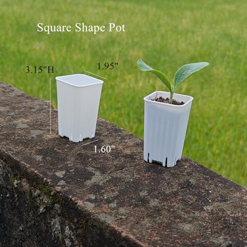 60 Pack 1.95 Inch Tiny White Plastic Square Nursery and Seedling Pot, Mini Deep Transplant Seed Starter Planter with Drain Hole for Germination, Herb, Succulent - color: White