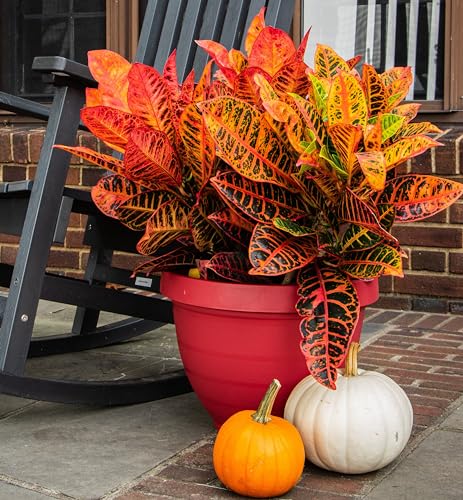 The HC Companies Rings Flower Planter - Self Watering Plant Pots for Herbs & More - Round Lightweight Outdoor & Indoor Planter (8" Warm Red, Pack of 1) - color: Warm Red, size: 8"