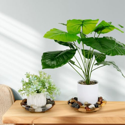 6 Pack Clear Small Tray for Succulent planters Plastic Plant Saucer Sturdy Pot Tray,Plant Water Catcher Clear Thick Plastic Heavy Duty Plant Sturdy Saucer Drip Trays for pots (6 INCH) - size: 6 INCH