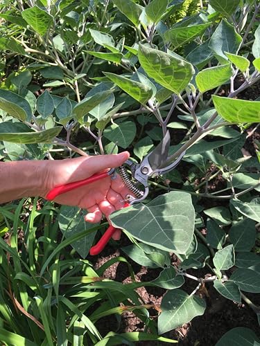 Corona Clipper SP9934 3/4-Inch Bypass Pruning Shears with Bonus Leather Scabbard - size: 3/4-Inch Pruning Kit