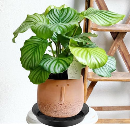 NIMYAU Large Plant Saucer 14 Inch 2 Pack, Plant Trays for Pots Heavy Duty Round Plastic Plant Saucers for Indoors Outdoors, Flower Pot Drip Trays, Clear Black Flower Plant Pot Saucer, Plant Pot Tray - size: 14"-2 Pack