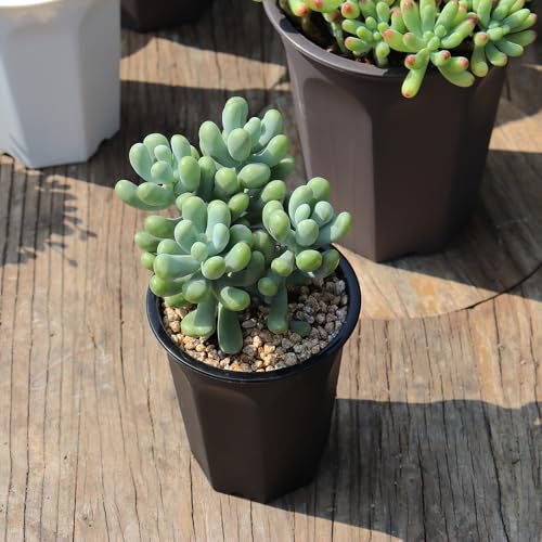 14 Pack 4.40 Inch Black Plastic Deep Nursery and Seedling Pots, Round Planter Container for Transplanting, Cutting, Succulent - color: Black, size: 4.40 inch