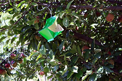 VivaTrap VT-106 Codling + Oriental Fruit Moth Trap & Lure (2 Pack)