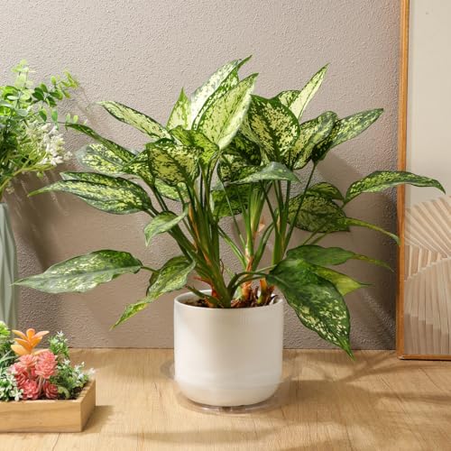 DECHOUS Plant Saucers, 60 Pack 6 Inch Clear PET Trays
