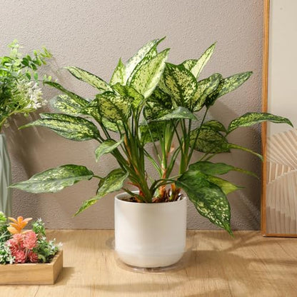 DECHOUS Plant Saucers, 60 Pack 6 Inch Clear PET Trays