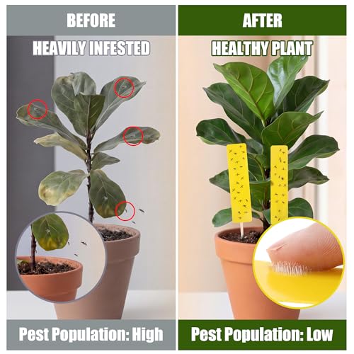 36 PCS Yellow Sticky Traps for Plant Gnats, Fungus Gnat Trap (4" x 1") - color: Yellow