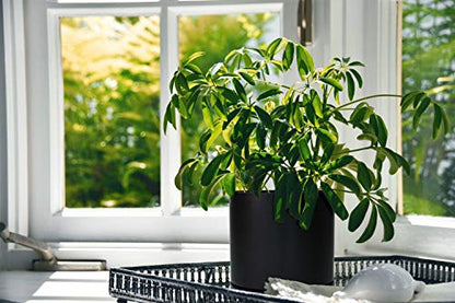 D'vine Dev 2-Pack Ceramic Pots with Saucers, Black, 10 in, 94-V-E-2 - color: Black, size: 10 Inch
