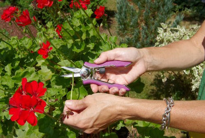 Dramm ColorPoint Stainless Steel Compact Garden Pruning Shears, Hand Pruner, Garden Clippers, with Heavy Duty Blade and Easy grip Handle, Berry - color: Berry, style: Fine