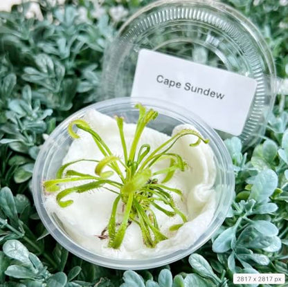 Cape Sundew (Drosera capensis) – Carnivorous Plant with Pot, Easy Indoor Grow Kit for Beginners & Nature Enthusiasts