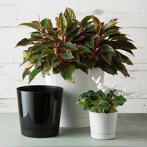 Novelty Majestic Full Depth Cylinder Pot, Glossy White, 10-Inch (10102) - color: White, size: 10 Inch