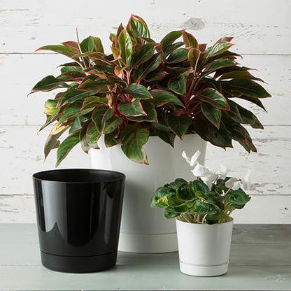 Novelty Majestic Full Depth Cylinder Pot, Glossy White, 10-Inch (10102) - color: White, size: 10 Inch