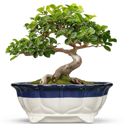 11 Inch Succulent Planters - Ceramic Bonsai Pots with Drainage Hole, Bonsai Planter for Indoor Outdoor Plants, Large Shallow Planter, Patio Garden Decor, Gifts for Plant Lover, Oval Beige-Blue - color: Oval Beige-blue, size: 11 Inch