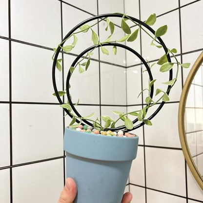 GOOOXIM Premium Hoya Trellis Unique Metal Plant Support for Climbing Plants - color: Black