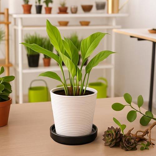 D'vine Dev Ceramic Plant Saucer/Drainage Tray, 5.4 in, Black, 97-T-B-2 - color: Black, size: 5.4" (1 Pack)