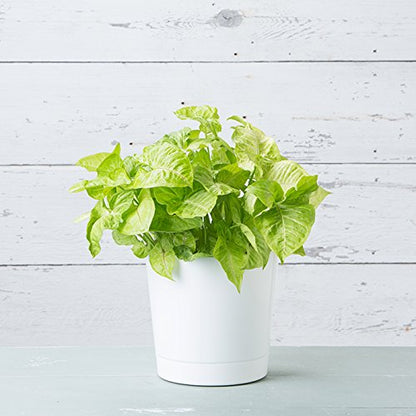 Novelty Majestic Full Depth Cylinder Pot, Glossy White, 10-Inch (10102) - color: White, size: 10 Inch