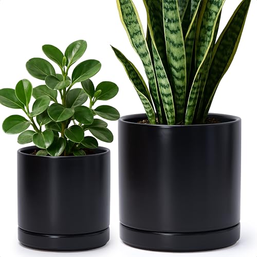 D'vine Dev 2-Pack Ceramic Pots with Saucers, 6/8 in, Black, 94-G-M-2 - color: Black, size: Medium