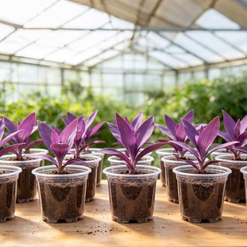 JERIA 30 Pack 5 Inch Clear Nursery Pots with Drainage Holes, Clear Plant Pot for Planting, Transparent Plastic Plant Pots,Durable Seed Starting Pot for Succulents - size: 5Inch-30Pack