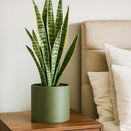 D'vine Dev Plastic Planter Pot with Saucer, 8 in, Olive, 74-X-I-1 - color: Olive, size: 8 Inch