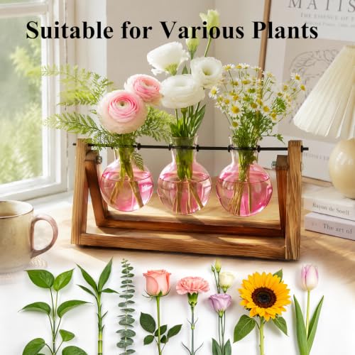 XXXFLOWER Plant Terrarium Kit with Wooden Stand 3 Gradient Pink Bulb Vases - color: Pink