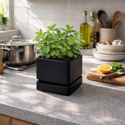 D'vine Dev 2-Pack Plastic Herb Planter Pots, 6 in, Black, 76-Y-B2-2 - color: Black, size: 12 Inch x 6.5 Inch