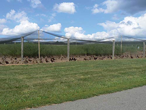 Stromberg's 1" Knotted Netting, Game Bird Netting, 50'x100' - style: 1" Netting - 50' x 100'