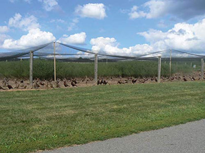 Stromberg's 1" Knotted Netting, Game Bird Netting, 50'x100' - style: 1" Netting - 50' x 100'