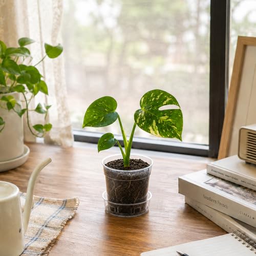 3 Inch Clear Plastic Plant Pot with Drainage Holes, Interlocking & Detachable Tray - Deep Saucer - Durable BPA-Free Plastic, Transparent Design, Raised Base for Airflow, Set of 6, 92-X-A-1 - size: 3" x 2.5"