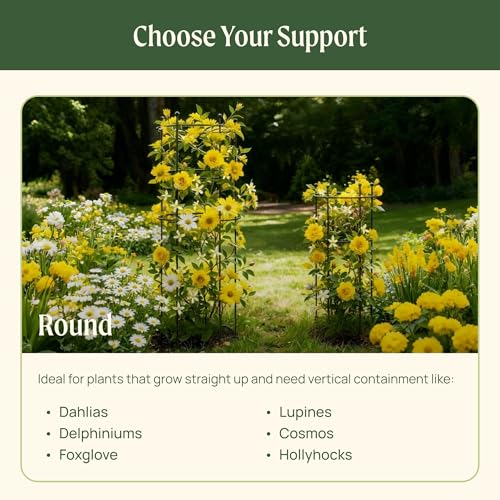 Peony Cages and Supports 2 Pack, Heavy Duty Metal Flower Support Cage, 24"(W) x 36" (H) Trumpet Plant Support for Peonies, Roses, Perennials & Garden Flowers, Rust-Resistant Steel Plant Support Ring - size: Large
