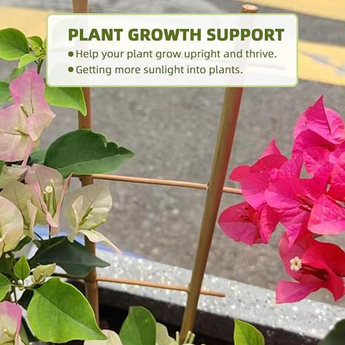 Avalution 20 Pack Bamboo Trellis for Climbing Plants Indoor, 16 Inch Garden Ladder Trellis for Potted Plants, Fan-Shaped Small Plant Support Trellis for Houseplants Ivy Hoya Vine Monstera - color: Ladder-Shaped, size: 20 PACK-16 inches