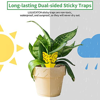 LULUCATCH Fruit Fly Sticky Traps 12 Pcs, Yellow Sticky Trap, Non-Toxic Gnat Traps Insect Catcher, Super Sticky Fly Traps for Indoor Outdoor Kitchen White Flies Mosquitos Fungus Gnats Flying Insects - size: 12 Pack