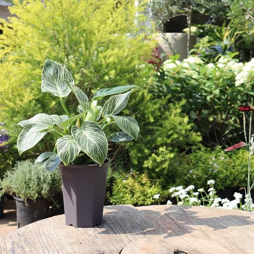 10 Pack 5.30 Inch Plastic Deep Nursery and Seedling Pots, Round Transplant Seed Starter Planter, Gray Color - color: Gray, size: 5.30 inch