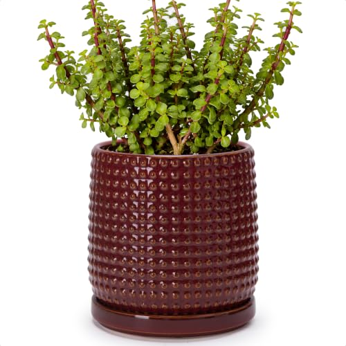 D'vine Dev Beaded Ceramic Pot with Saucer, 6 in, Burgundy Red, 27-C-X-M - color: Burgundy Red, size: 5.8 Inch
